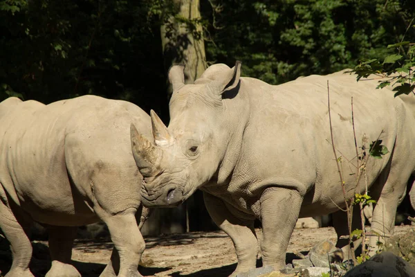 Afrikaanse Gehoornde Neushoorn Dier Flora Fauna Afrikaanse Gehoornde — Stockfoto