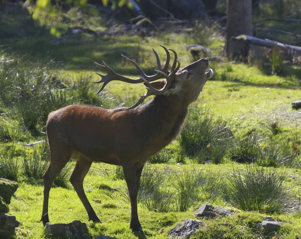 Vida Silvestre Naturaleza Ciervos Con Cuernos — Foto de Stock