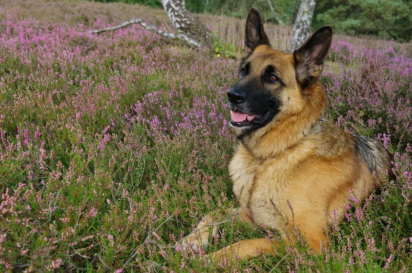 Portret Van Een Schattige Hond — Stockfoto