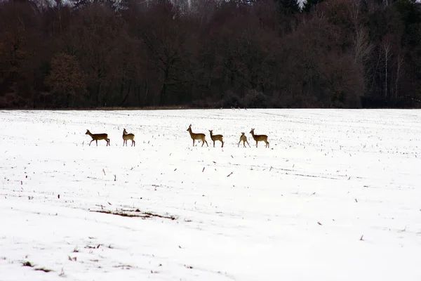 Cerfs Faune Naturelle — Photo