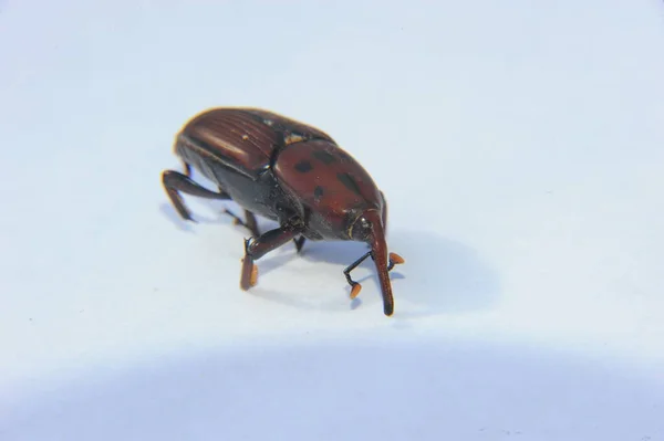 Picudo Rojo Rhynchophorus Ferrugineus Red Palms Beetle — 图库照片