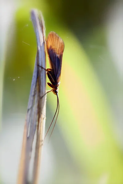 Quiver Fly Trichoptera Macro Shot — Stock Photo, Image