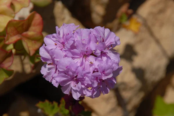 Blossom Nel Giardino Spagnolo — Foto Stock