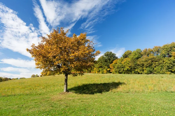 Hermoso Paisaje Forestal Fondo — Foto de Stock