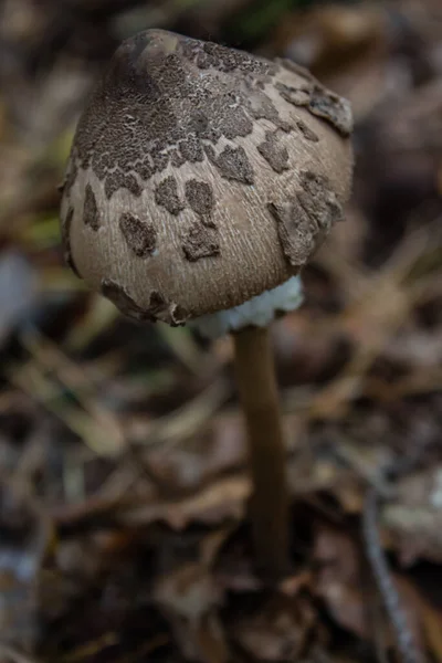 Jeune Champignon Parasol Géant Dans Forêt Mixte — Photo