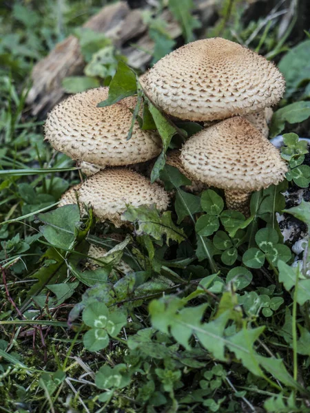 森林里的蘑菇 — 图库照片