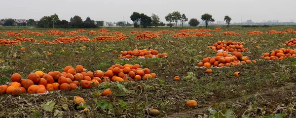 Pompoenen Tuin — Stockfoto