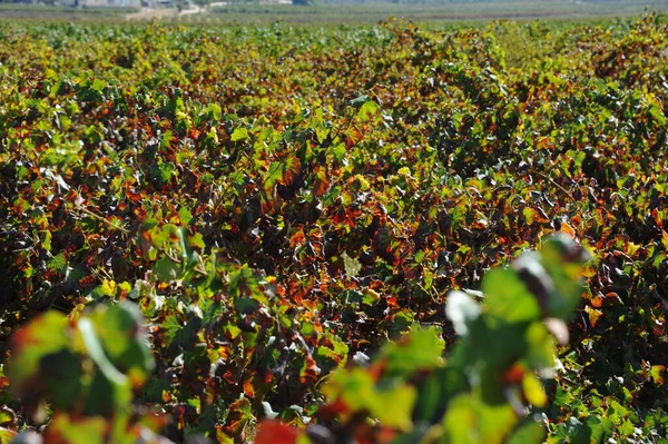 Espanha Viagem Amadurecimento Detalhes Vinha — Fotografia de Stock