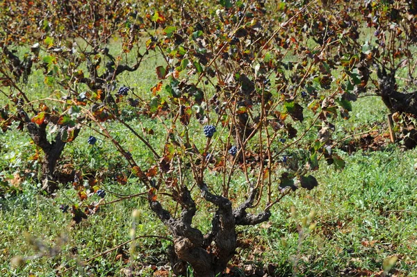 Spain Travel Ripening Vineyard Details — Stock Photo, Image