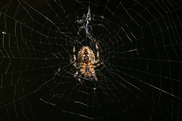 交叉蜘蛛令人生畏的蜘蛛昆虫 — 图库照片