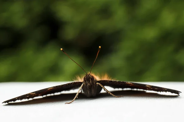 Tavus Kuşu Gözü Kelebek Bitki Böcek — Stok fotoğraf