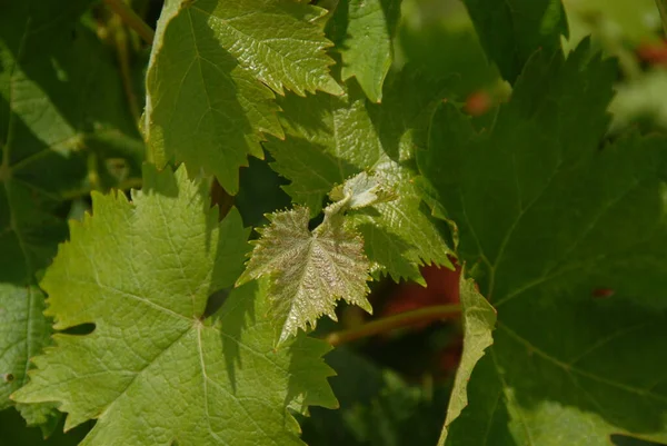 Weinberg Landwirtschaft Ländlicher Raum — Stockfoto