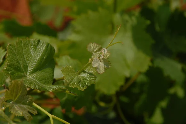 Vignoble Agriculture Campagne — Photo