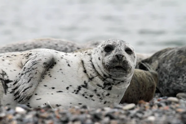 Zeehonden Het Kiezelstrand — Stockfoto