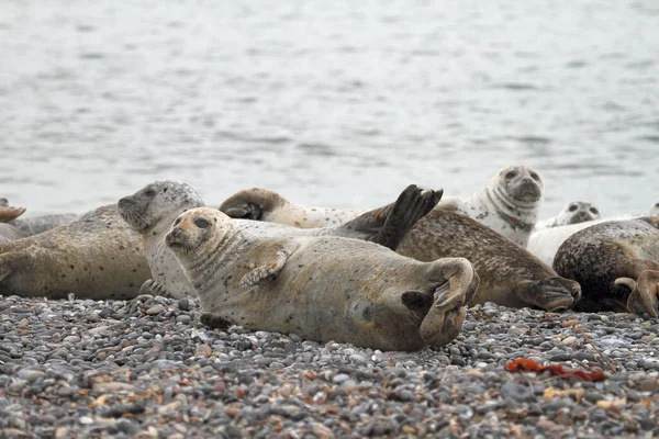 Zeehonden Het Kiezelstrand — Stockfoto