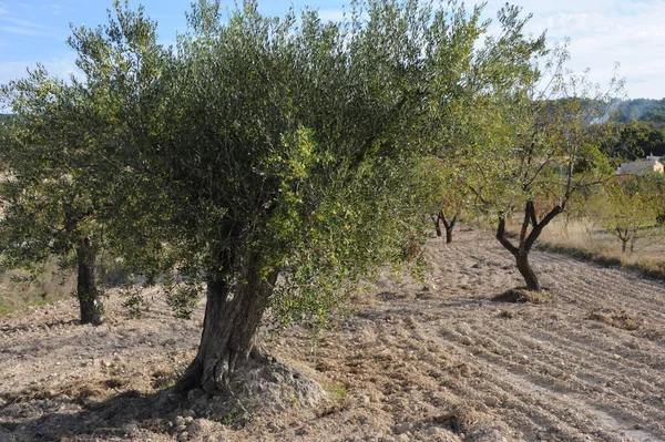 España Aceitunas Árbol — Foto de Stock