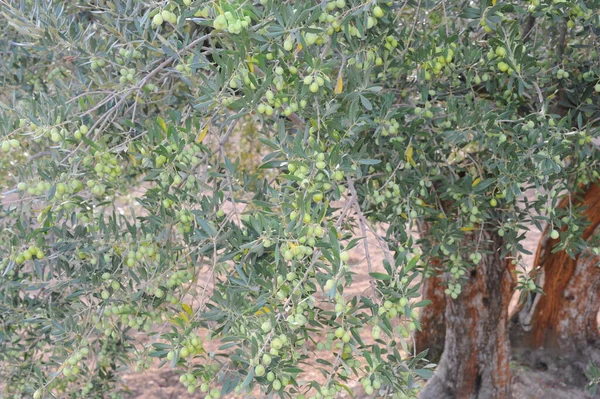 Hiszpania Oliwki Drzewie — Zdjęcie stockowe