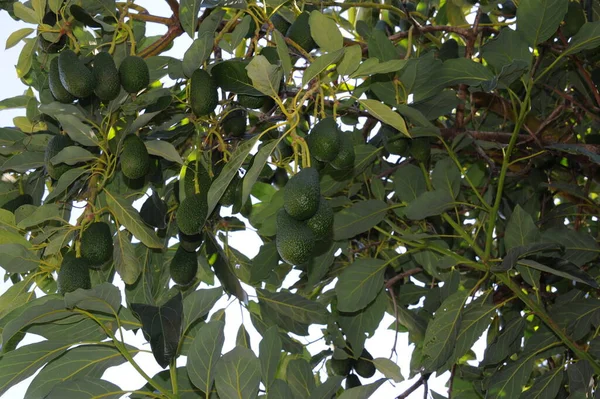 Avokadoträd Persea Americana — Stockfoto