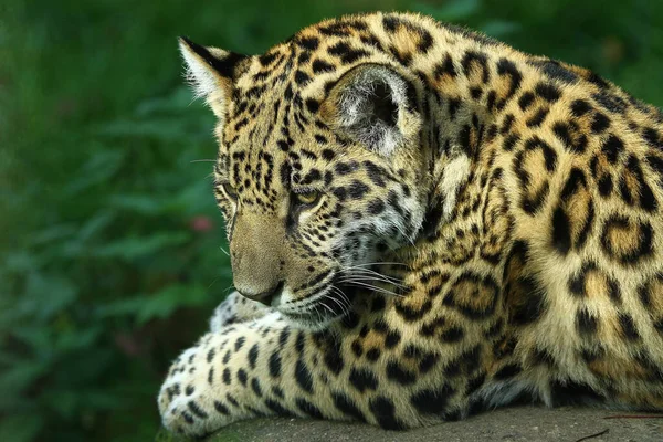 ジャガーハンター大きな猫 野生動物 — ストック写真