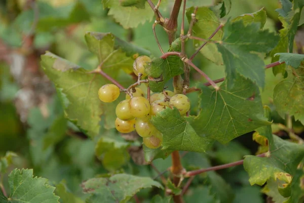 Spain Travel Ripening Vineyard Details — Stock Photo, Image