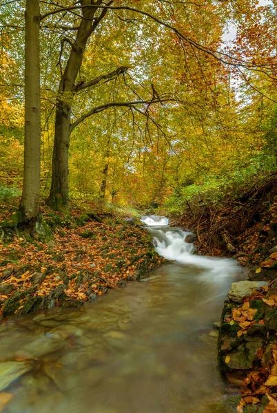 Jesień Lesie — Zdjęcie stockowe