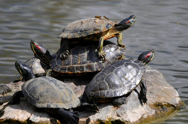 Schildpadden Het Water — Stockfoto