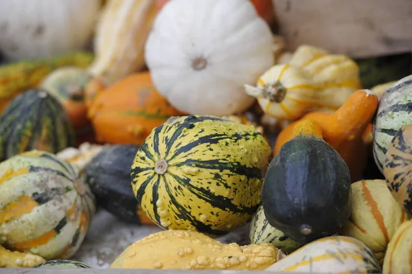 organic pumpkins, Squash vegetables, plant food