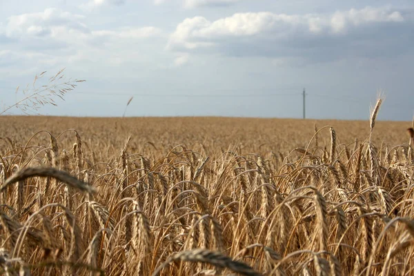 Άποψη Του Cornfield Έννοια Της Γεωργίας — Φωτογραφία Αρχείου