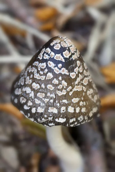 Spechttintling Coprinopsis Picacea Nagraniu Makro — Zdjęcie stockowe