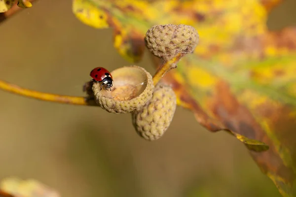 Ladybug Climbs Acorn Bowl — Stock Photo, Image