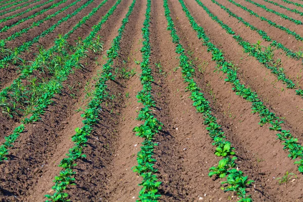 Semillas Patata Las Hileras Cultivables —  Fotos de Stock