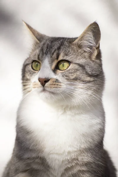 Porträt Einer Schönen Katze — Stockfoto