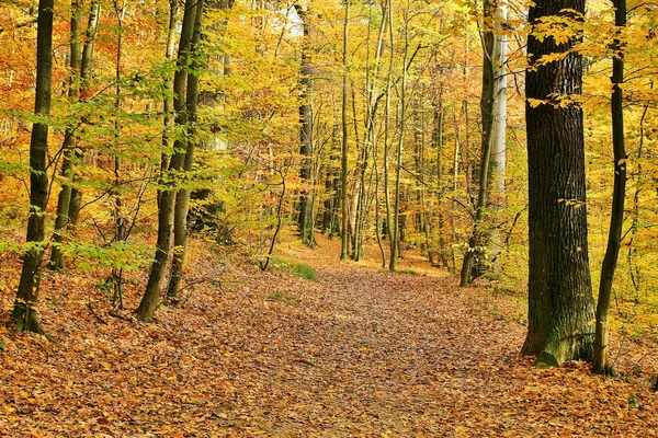 Piękny Krajobraz Leśny Tle — Zdjęcie stockowe