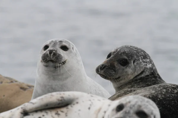 Focas Animais Mamífero Marinho — Fotografia de Stock