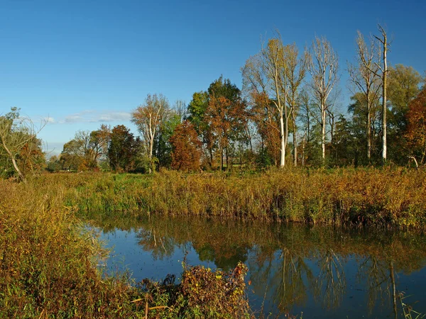 Schöne Landschaft Des Waldes — Stockfoto