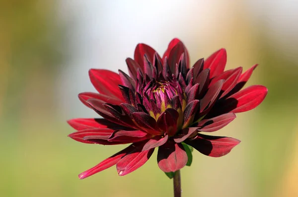 Bela Flor Vermelha Jardim — Fotografia de Stock