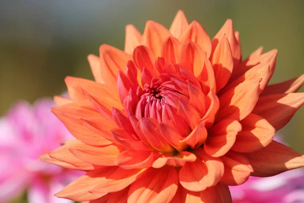 정원에 아름다운 분홍빛 힐리아 — 스톡 사진