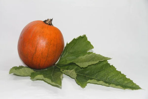 Citrouille Avec Des Feuilles Sur Fond Blanc — Photo