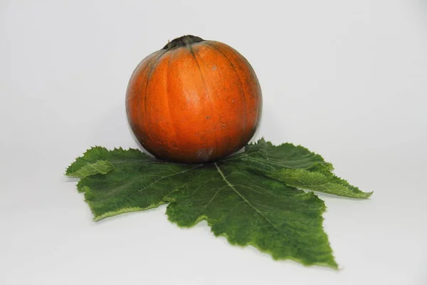 Calabaza Sobre Fondo Blanco —  Fotos de Stock