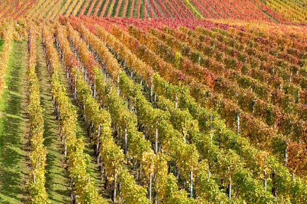 Campo Con Viñedos Viñedo Paisaje Cultivado — Foto de Stock