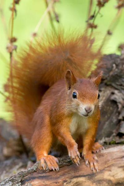 Animale Scoiattolo Roditore Divertente — Foto Stock