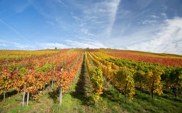 Countryside Vineyards Grapevine Cultivated Landscape — Stock Photo, Image