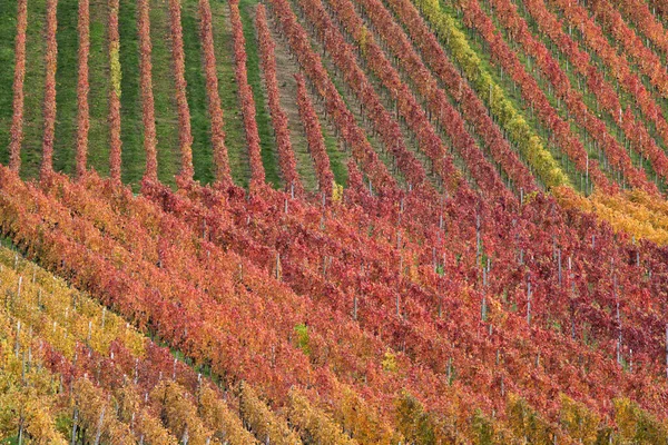 Campo Con Viñedos Viñedo Paisaje Cultivado — Foto de Stock