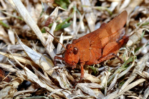 Блакитно Крилаті Відходи Перелякані Eedipoda Cerulescens — стокове фото