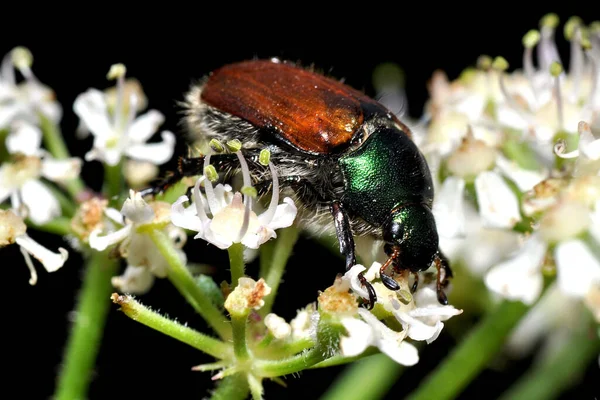 Garden Leaf Beetle Phyllopertha Horticola — Stock Photo, Image