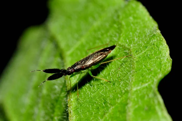 Breed Gevoelige Soft Bug — Stockfoto