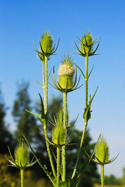 Distelbloemen Wilde Veldflora — Stockfoto