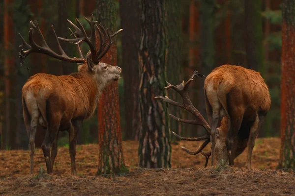 Rotwild Naturfauna — Stockfoto