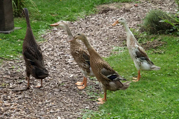 Twee Ganzen Het Park — Stockfoto