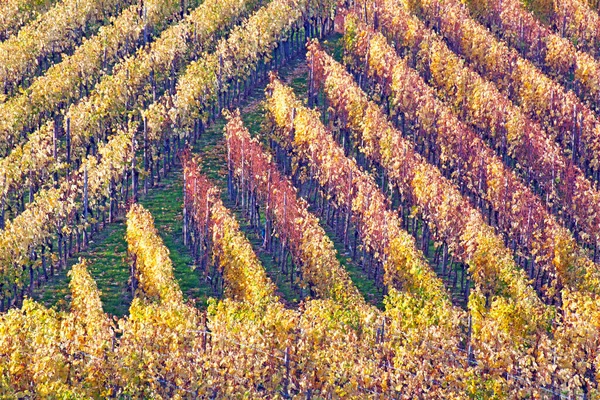 Landschaft Mit Weinbergen Weinbaulandschaft — Stockfoto